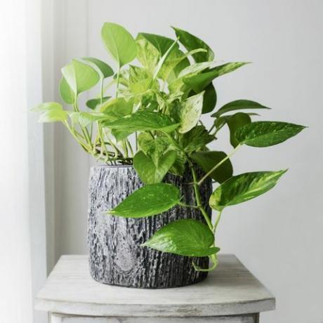 golden pothos atau epipremnum aureum di jendela di kamar tidur rumah dan taman