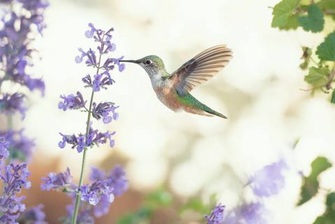 gambar persegi burung kolibri yang memakan bunga ungu