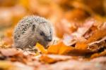 Hedgehog Hotspot Di London Terungkap