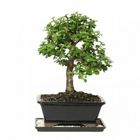 Pohon Bonsai Giok Kerdil