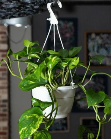 pothos emas, ivy iblis, tanaman epipremnum aureum