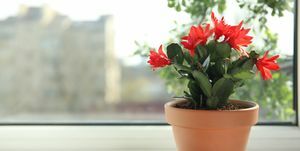 tanaman schlumbergera mekar yang indah Natal atau kaktus thanksgiving dalam pot di ambang jendela ruang untuk teks