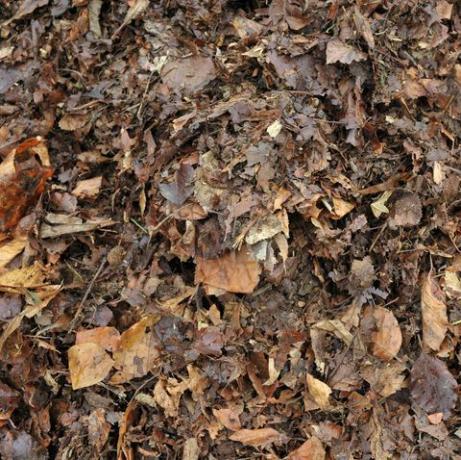 mendaur ulang daun, daun taman musim gugur musim gugur yang membusuk sebagian membentuk cetakan daun untuk digunakan di kebun sebagai campuran pot atau bahan mulsa atau menambah tumpukan kompos