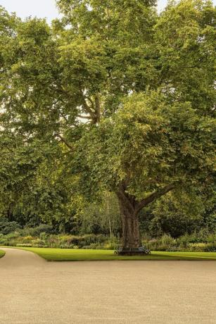 taman istana buckingham terungkap dalam buku baru