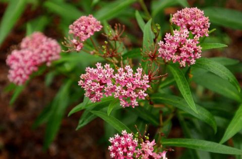 milkweed