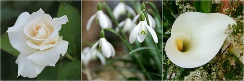 Bunga putih: Mawar Putih, White Snowdrops, dan White Calla Lily