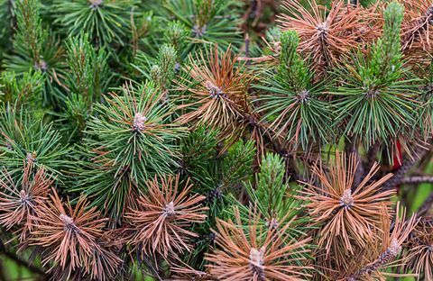 Jarum hijau pinus dan cokelat terbakar, bahaya cuaca kering, bencana ekologis tanaman