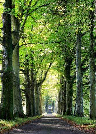 pemandangan musim gugur yang indah: pohon beech, skotlandia, kastil drummond