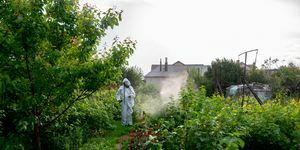 tukang kebun dengan pakaian pelindung menyemprot semak-semak dan taman dari penyemprot