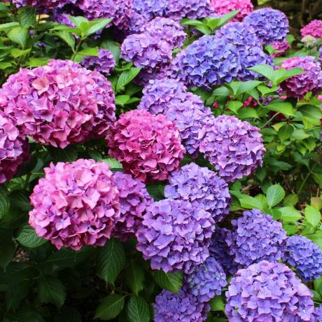 menanam bunga potong hydrangea