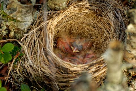 Nest of the Redwing - Turdus iliacus, burung dalam keluarga sariawan, Turdidae, asli Eropa dan Asia, sedikit lebih kecil dari pada lagu terkait sariawan