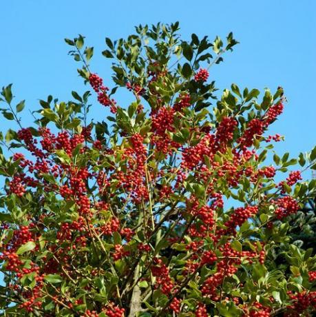 ilex aquifolium holly atau holly eropa