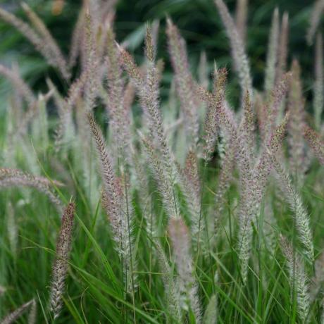 Pennisetum 'Fairy Tails'