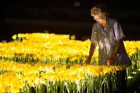 Kebun bakung untuk Marie Curie