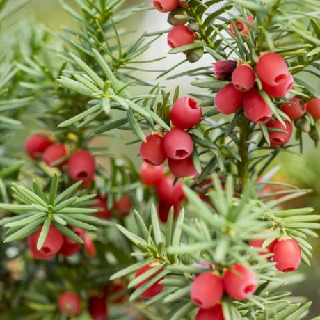 taxus baccata eropa yew adalah semak konifer dengan buah berry matang merah beracun dan pahit