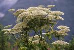 Pejalan Kaki Mendesak Untuk Merawat Hogweed Berbahaya Setelah Manusia Tersisa Dengan Luka Kaki Yang Menyedihkan