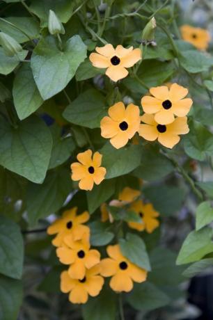 bunga dan daun thunbergia oranye