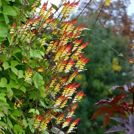 Ipomoea lobata, bendera Spanyol