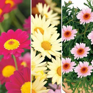 Argyranthemum Plants - Pretty Daisies Collection