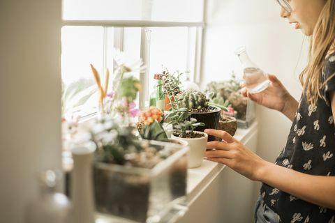 Gadis merawat tanaman di jendela yang cerah.