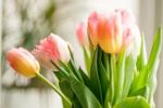 Cara Menghentikan Tulip Dari Mengendur