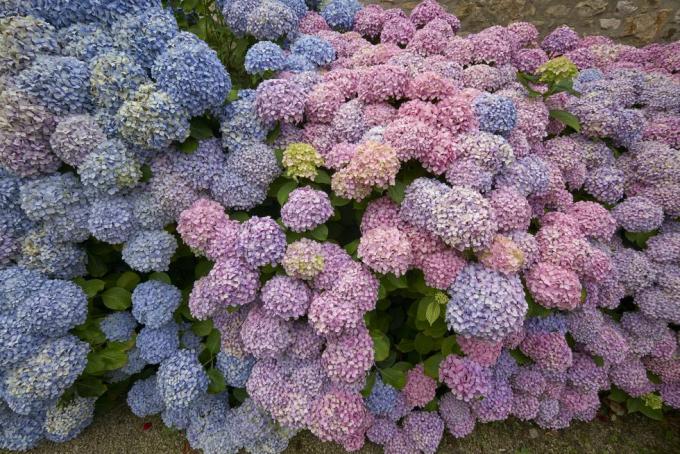 prancis, normandia, bricquebec, 28072015, hydrangea di biara notre dame de grâce