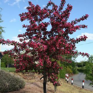 Toringo Scarlett Malus