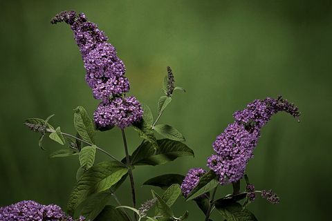 Buddleja davidii (orange eye butterflybush, summer lilac)