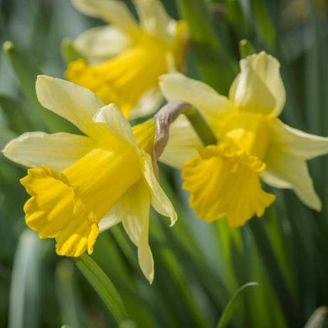 menanam bunga potong narcissus, daffodil