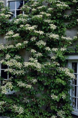 memanjat hydrangea