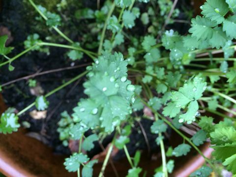 Daun segar tanaman pimpernel pada bulan Februari