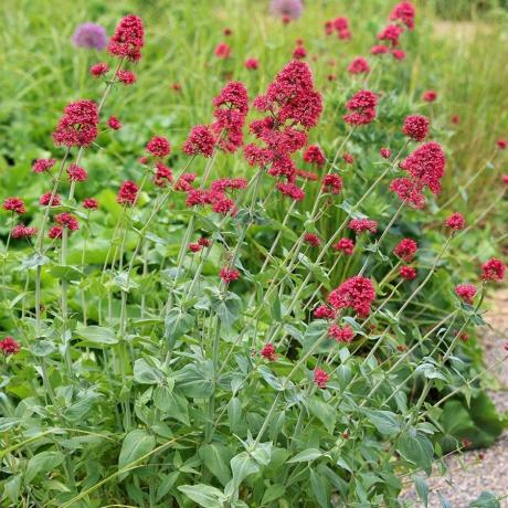 karet Centranthus