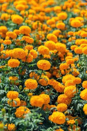 marigold