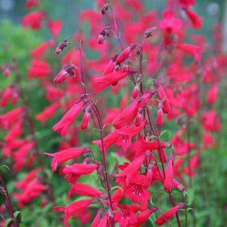 Penstemon 'Andenken an Friedrich Hahn'