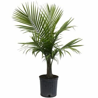 10-in Majesty Palm dalam Pot Plastik