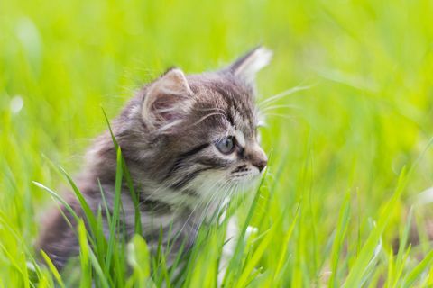 Kucing duduk di rumput di bawah sinar matahari