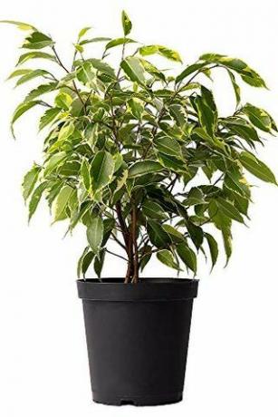 Pohon Ficus beraneka ragam, pot 6 "